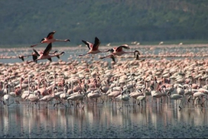 Lake Nakuru National Park: Full-Day Tour