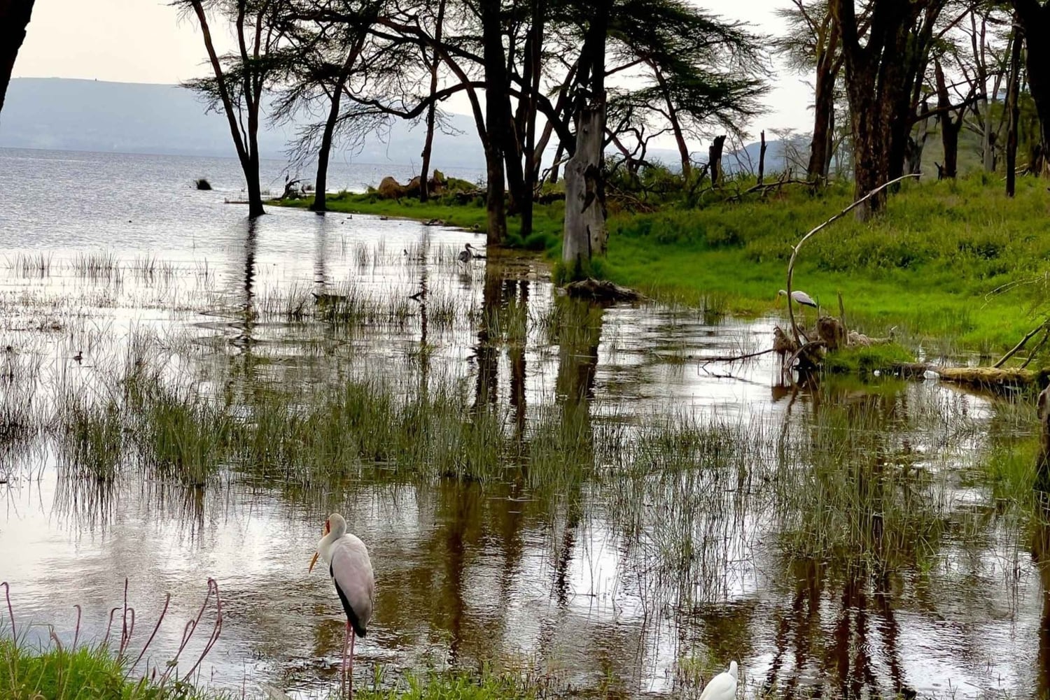 ナクル湖国立公園への1日旅行をお楽しみください