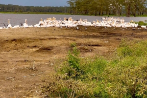 ナクル湖国立公園への1日旅行をお楽しみください