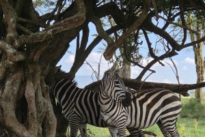 ナクル湖国立公園への1日旅行をお楽しみください