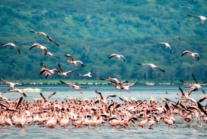 Lake Nakuru National park & Hell’s Gate Day Safari