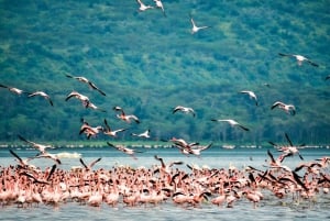 Lake Nakuru National Park Wildlife Highlights and Excursion