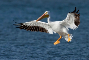 Lake Nakuru National Park Wildlife Highlights