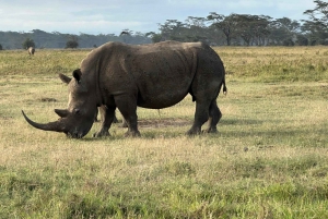 Lake Nakuru National Park Wildlife Highlights