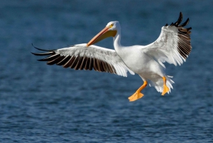 Lake Nakuru National Park Wildlife Highlights