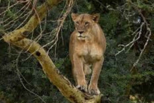 Lake Nakuru National Park Wildlife Highlights