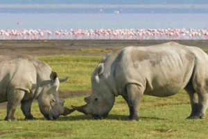 Lake Nakuru National Park Wildlife Highlights