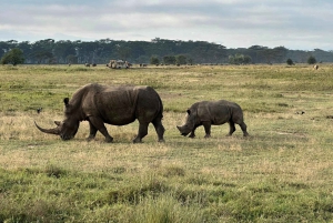 Lakes Nakuru& Naivasha National Park Wildlife Highlights