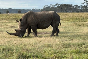 Lakes Nakuru& Naivasha National Park Wildlife Highlights