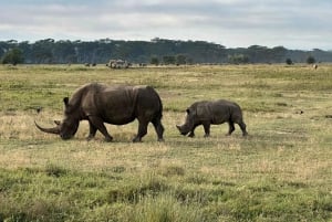Lakes Nakuru& Naivasha National Park Wildlife Highlights