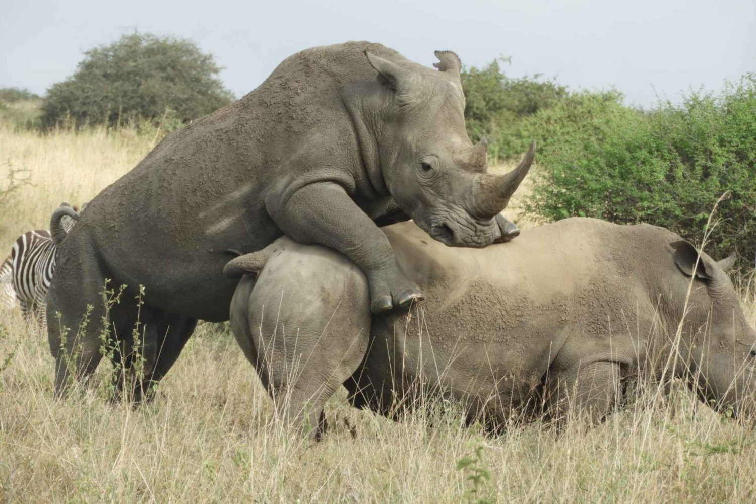 Safari in jeep al parco del lago Nakuru e safari in barca al lago Naivasha