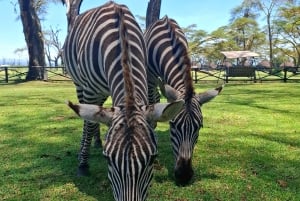 Safari dans le parc du lac Nakuru et sortie en bateau sur le lac Naivasha