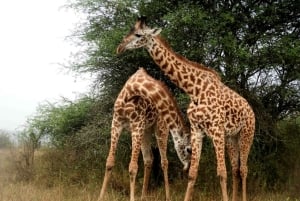Safari dans le parc du lac Nakuru et sortie en bateau sur le lac Naivasha