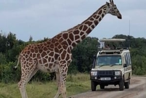Safari dans le parc du lac Nakuru et sortie en bateau sur le lac Naivasha