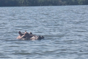 Przejażdżka łodzią po Jeziorze Wiktorii, obserwacja hipopotamów i ptaków