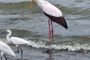Przejażdżka łodzią po Jeziorze Wiktorii, obserwacja hipopotamów i ptaków
