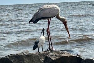 Przejażdżka łodzią po Jeziorze Wiktorii, obserwacja hipopotamów i ptaków