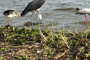Przejażdżka łodzią po Jeziorze Wiktorii, obserwacja hipopotamów i ptaków