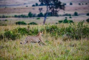 Lakes Nakuru& Naivasha National Park Wildlife Highlights
