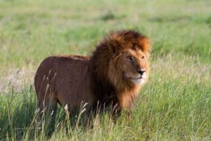 Lakes Nakuru& Naivasha National Park Wildlife Highlights