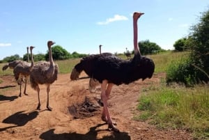 Lakes Nakuru& Naivasha National Park Wildlife Highlights