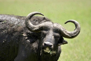 Lakes Nakuru& Naivasha National Park Wildlife Highlights