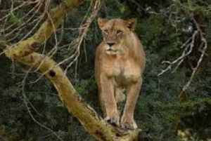 Lakes Nakuru& Naivasha National Park Wildlife Highlights