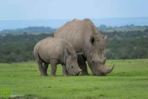 Lakes Nakuru& Naivasha National Park Wildlife Highlights