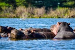 Lakes Nakuru& Naivasha National Park Wildlife Highlights