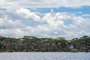 Lakes Nakuru& Naivasha National Park Wildlife Highlights