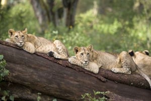 Lakes Nakuru& Naivasha National Park Wildlife Highlights