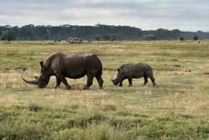 Lakes Nakuru& Naivasha National Park Wildlife Highlights