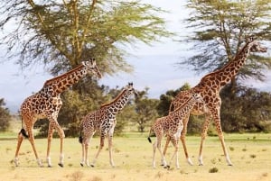 Lakes Nakuru& Naivasha National Park Wildlife Highlights