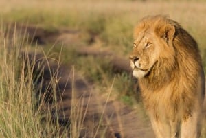 Lakes Nakuru& Naivasha National Park Wildlife Highlights