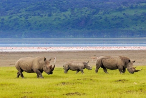 Lakes Nakuru& Naivasha National Park Wildlife Highlights