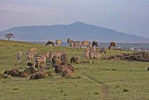 Lakes Nakuru& Naivasha National Park Wildlife Highlights