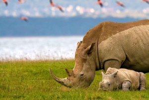 Lakes Nakuru& Naivasha National Park Wildlife Highlights