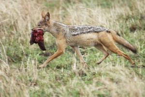 Lamu: 3-dages campingtur i Boni Nationalpark