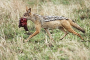 Lamu: 3-dagars campingtur i Boni nationalpark