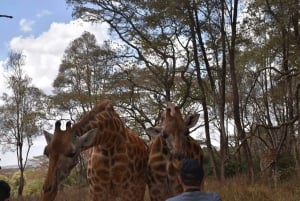 Layover Tour Elephant Project and Giraffe Center in Nairobi