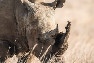 Lewa Wildlife Conservancy: 3-Day Private Safari Adventure