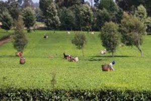 Nairobi: Purppurateetarhan kierros ja maistelupäiväretki