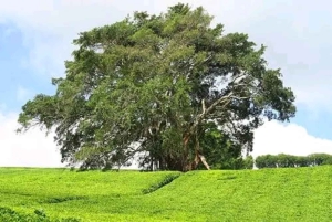 Nairobi: Purppurateetarhan kierros ja maistelupäiväretki