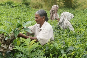 Limuru: bezoek aan een theeplantage met lunch