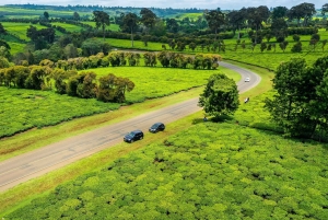 Limuru: bezoek aan een theeplantage met lunch