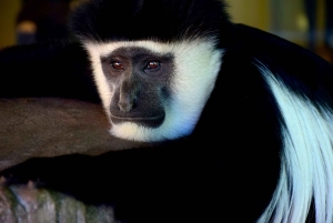 Limuru: bezoek aan een theeplantage met lunch