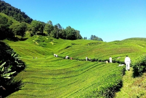 Limuru: bezoek aan een theeplantage met lunch