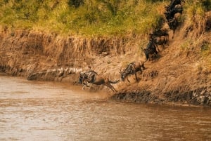 Maasai Mara: 3-tägige private Safari mit Pirschfahrten
