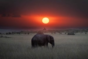 Maasai Mara: 3-tägige private Safari mit Pirschfahrten