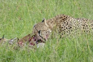 Maasai Mara: 3-tägige private Safari mit Pirschfahrten